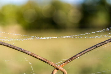 Spider web with drops of dew in the morning
