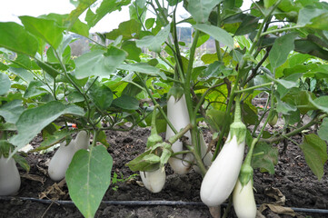 In the soil, white eggplant grows