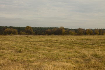 A wide field of tall withering grass and a cloudy sky and space to copy on a Sunny autumn day