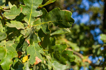 Green oak leaves grow on a tree