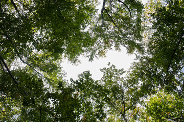 Trees seen from below, with a blue sky. Background