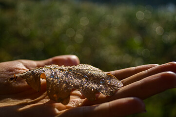 Oak leaves with dew lie on a hand.  Autumn morning close up