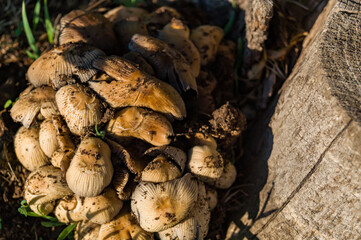 Mushrooms growing in a bunch under the stump