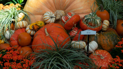 Beautiful and colorful pumpkins and fall flowers