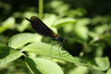 Ant lion (male) on a leaf