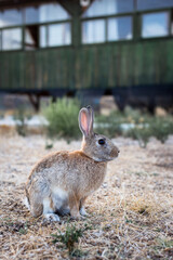 Ginger rabbit near the old house in the mountains