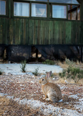 Ginger rabbit near the old house in the mountains