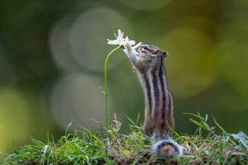 Siberian chipmunk (Eutamias sibiricus) searching for food and eating flowers  in the forest in Noord Brabant in the Netherlands