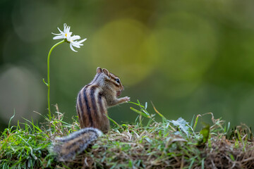 Siberian chipmunk (Eutamias sibiricus) searching for food and eating flowers  in the forest in Noord Brabant in the Netherlands