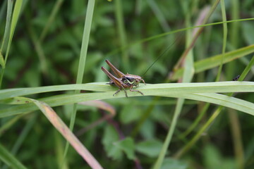 cricket in the grass