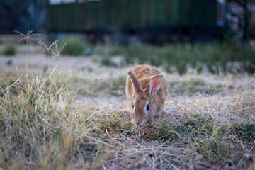 Ginger rabbit near the old house in the mountains