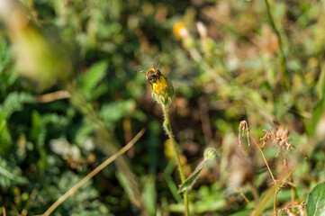 Bee collects pollen or nectar on a yellow flower