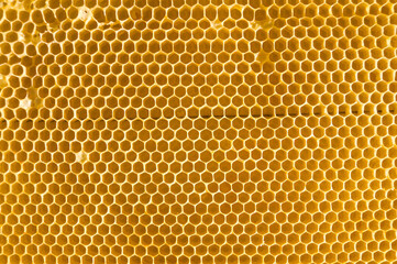 Empty Bee honeycomb. Cells where bees make honey. Texture of bee hexagons. Background for beekeepers