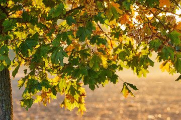 herbst stimmung