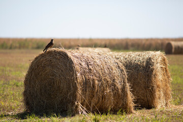 rollos de alfalfa para alimentar los animales © Santa001