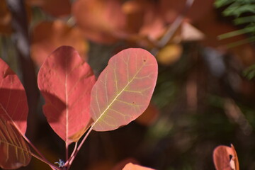 Autumn melissa with red leaves