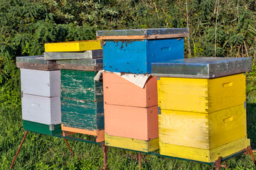 Hives with bees