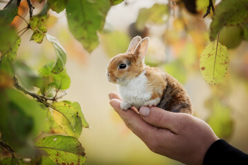 Little rabbit sitting in the palm of the hand in autumn