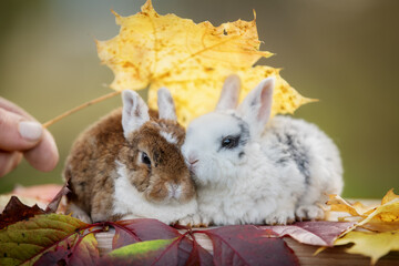 Two little rabbit in autumn