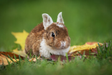 Little rabbit outdoors in autumn 