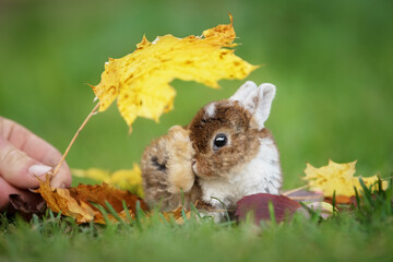 Little rabbit washing paws under a leaf in autumn