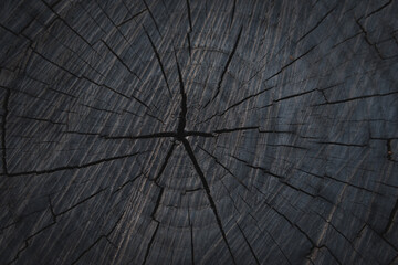 Obraz premium textured tree trunk