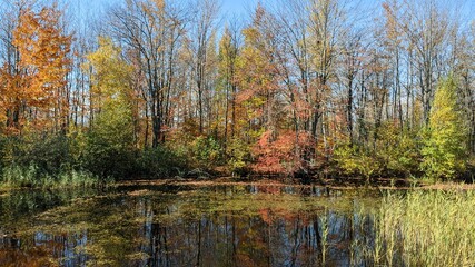 autumn trees reflected in water