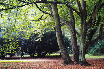 big old trees with green leaves . nature in the forest in autumn