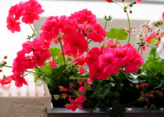 pink pelargonium in a pot on the window sill outside . the window decoration outside