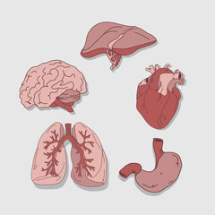 Set of various human internal organs, for medical information graphics. Hand drawn cartoon vector illustration.