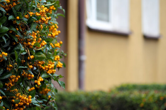 A Bush with yellow round berries of pyracantha on a branch with green leaves on the background of a house with Windows in autumn . nature in autumn