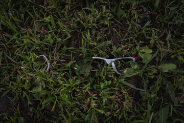 broken glasses in the grass
