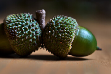 Two green acorns, with their shell, on a wooden table