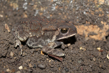 Duttaphrynus melanostictus is commonly called Asian common toad, Asian black - spined toad,