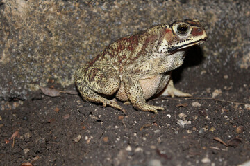 Duttaphrynus melanostictus is commonly called Asian common toad, Asian black - spined toad,
