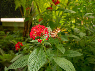 The Zebra Longwing or Zebra Heliconian (Heliconius charithonia), is a Butterfly Perched on a Red Flower (Ixora Coccinea)