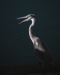 great blue heron ardea cinerea