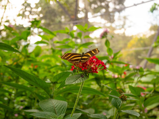 The Zebra Longwing or Zebra Heliconian (Heliconius charithonia), is a Butterfly Perched on a Red Flower (Ixora Coccinea)