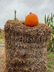 pumpkin on hay © Anna