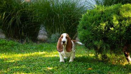 basset in the grass