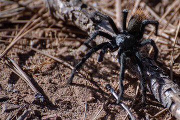 Arizona Tarantula