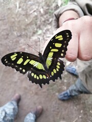butterfly on hand