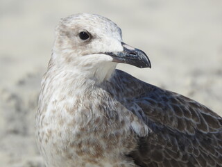 close up of a seagull