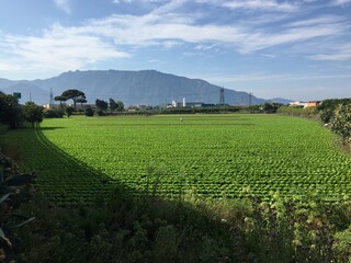 landscape with field