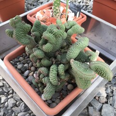 cactus in pots