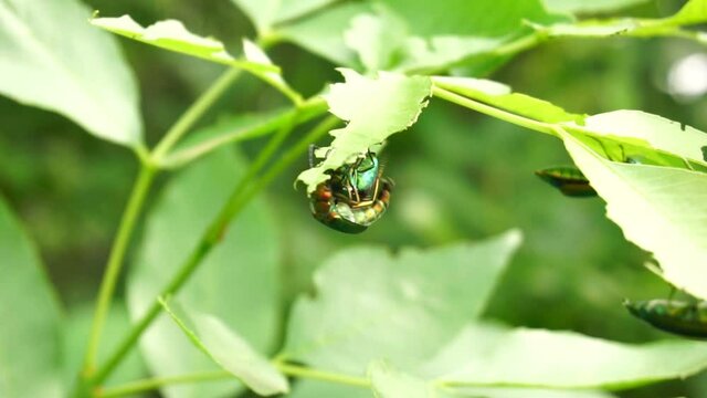 beetle spanish fly sits on the leaves of a lilac bush. summer warm day