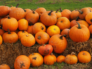 des citrouilles dans une ferme