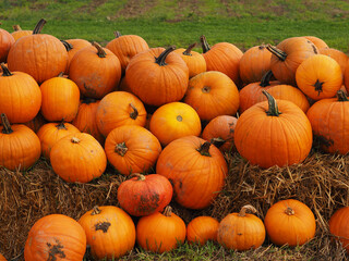 décors d'Halloween avec des citrouilles 