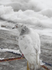 seagull on a rock