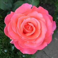 pink rose in garden